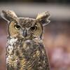 An image of Stella the owl. 